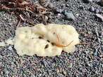 Newfoundland is being inundated with blobs and no one knows what they are