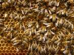 Honey fraud is rampant. Scientists have found a new way to detect it