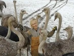 Terry Newman: Over 300 ostriches to be put to death. They may not even be sick