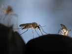 Jamie Sarkonak: The progressive, anti-science surrender to mosquitos