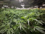 John Ivison: Cannabis producers give up trying to get Ottawa to stop smothering their business