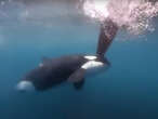 Canadian discovery of orca’s superpower makes them even more scary as yacht attacks rise