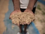 Does rice contain arsenic? Yes, here's how you can reduce the risk