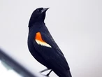 Angry, red-winged blackbirds of death resume their seasonal attacks on Toronto denizens