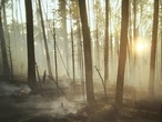 Raymond J. de Souza: When trust falls in the forest, can anybody hear?
