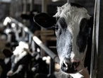 FIRST READING: How Canada's dairy cartel keeps fumbling our foreign trade negotiations