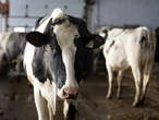 Andrew Richter: Keeping supply management is economic suicide