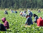'Work, then go home forever': Inside the thoughts of the temporary foreign worker program