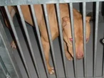 Barbara Kay: Pit bulls are a canine scourge, and the numbers prove it