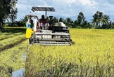 Doanh nghiệp còn nợ nông dân Cà Mau hơn 11 tỷ đồng tiền lúa