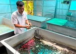 Tiến sĩ mê vỗ béo 'cua mít' Cà Mau