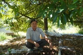 Nông dân miền Tây điêu đứng vì giá sầu riêng lao dốc