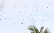 Vườn chim quý hàng nghìn con của lão nông miền Tây