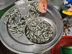 Cá linh non đầu mùa giá 250.000 đồng một kg