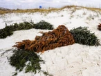 Los geólogos no lo entendían: Los árboles de Navidad no terminan en la basura en Alabama, llevan décadas salvando sus playas 