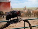 EEUU está liberando millones de moscas sobre Texas: es la guerra biológica para combatir un parásito devorador de carne que falló en detener 