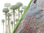 Hemos encontrado el bosque fósil más antiguo de la tierra: tupido de protoárboles 