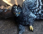 Una de las aves rapaces más difíciles de encontrar en México reapareció donde nunca antes había sido registrada 