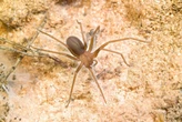 Araña violinista: cómo identificar la telaraña de la araña del rincón. Qué hacer si te la encuentras y cómo evitar su picadura 