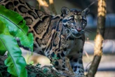 El día que pudimos capturar imágenes inéditas del felino más raro del mundo. Fueron excelentes noticias  