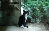 Científicos descubren una mutación en gatos que cambia su pelaje de color gradualmente: así es el raro “salmiak” de Finlandia 