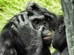 Creíamos que este animal era nuestro primo más pacífico, pero este brutal acto demuestra lo contrario