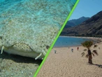 Hace 50 años crearon una playa artificial para atraer turistas y terminó siendo santuario de tiburones en peligro