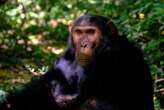 Estos investigadores no solo están convencidos de que los chimpancés pueden hablar, tenemos pruebas desde 1962 