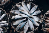 Por siglos hemos contaminado mares con mercurio y estos animales modificados genéricamente pueden ser la solución 