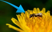Este sencillo truco ahuyentará a las abejas de tu hogar sin lastimarlas y solo necesitas una bolsa 