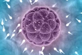 Dos óvulos fusionados en una sola mujer indican que nuestra identidad como humanos no está en el ADN 