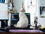Los veterinarios lo confirman: si los gatos se acuestan en una computadora, no es por el calor, solo buscan llamar la atención 