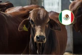 La Suprema Corte cambia las reglas para mover ganado en México y los estados ya no podrán exigir permisos 