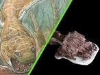 Con cabeza aplastada y dientes enormes: hemos descubierto a un depredador gigante más antiguo que los dinosaurios