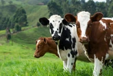 La vaca siempre paga”: así es la multimillonaria estafa de las 'vacas virtuales' que ha devastado a miles de inversores 