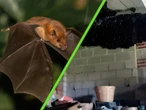 Miles de murciélagos convirtieron una casa de México en su refugio y en lugar de expulsarlos, los dueños decidieron cuidarlos 