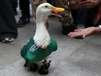 El pato Merlín ya no es solo un meme: su familia busca registrarlo ante el IMPI y hay una razón detrás 