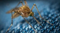 Este medicamento vuelve tóxica tu sangre para los mosquitos y puede ser la solución con la malaria