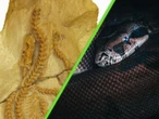 La serpiente de 34 millones de años que apareció en EE.UU. y está obligando a replantear la evolución de su especie 
