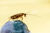La ciencia lo confirma: los insecticidas han quedado obsoletos porque las cucarachas ya generaron resistencia