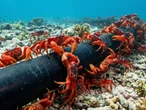 La Isla de Navidad tienen 1,500 personas y 120 millones de cangrejos. Google cree que es el lugar ideal para su nuevo cable submarino 