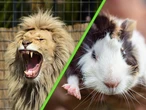 Un zoológico en Dinamarca pidió a la gente que donara sus mascotas para alimentar a sus depredadores y desató la polémica
