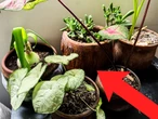 Estás regando mal las plantas de tu casa y no lo sabes. Esta es la razón por la cual las estás quemando 