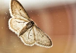 Por primera vez descubren que un insecto se guía por el cielo nocturno durante su viaje migratorio 