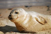 En 1971, un acuario en Estados Unidos resguardó a una foca huérfana. Cinco años después comenzó a hacer algo: hablar en inglés 