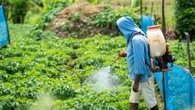 Tras 34 años, México prohíbe el DDT y otros 35 pesticidas en el país. Será ilegal usarlos a partir de esta fecha 