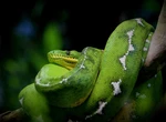 Mide hasta dos metros, vive en las copas de los árboles y hemos descubierto que come aves: boa esmeralda amazónica 
