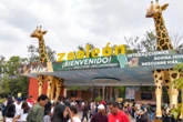 Un zoológico en México fue denunciado por maltrato tras la muerte de 98 animales. Cerró "hasta nuevo aviso" 
