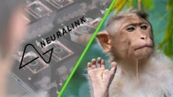 Monos, herpes y un contagio: la demanda a Neuralink que, de ser cierta, habla de seria negligencia