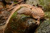 Luce como un mini-dragon real y es casi imposible observar; para muchos el "santo grial" de los reptiles 